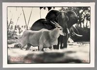 Early Peter Beard Gelatin Silver Print, Signed - Sold for $8,125 on 04-11-2015 (Lot 234).jpg